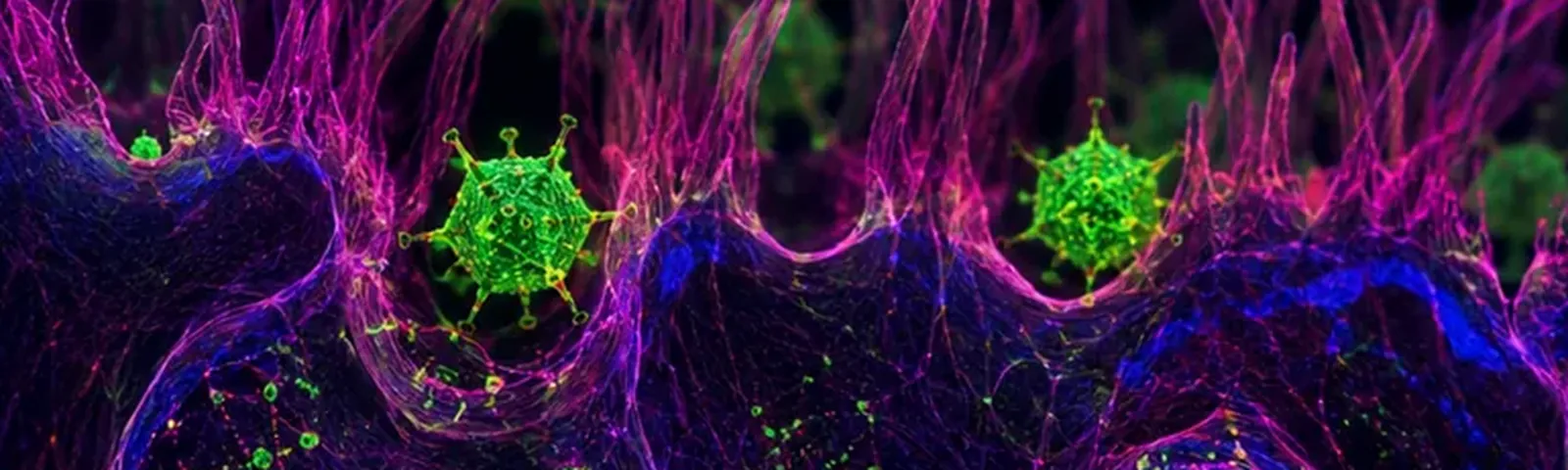 Molecular fluorescence imaging — Auspicious Laboratory, Houston