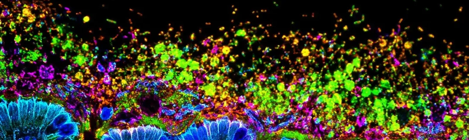 Molecular fluorescence imaging — Auspicious Laboratory, Houston