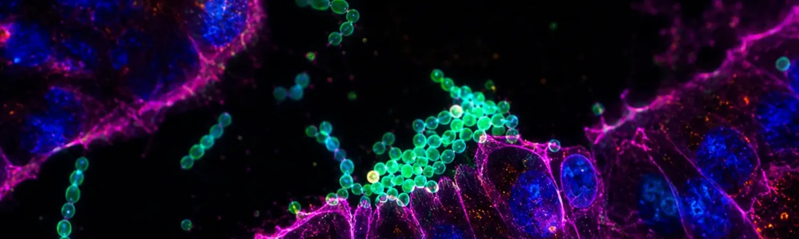Molecular fluorescence imaging — Auspicious Laboratory, Houston