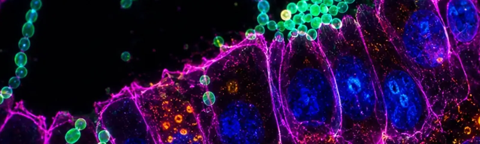 Molecular fluorescence imaging — Auspicious Laboratory, Houston