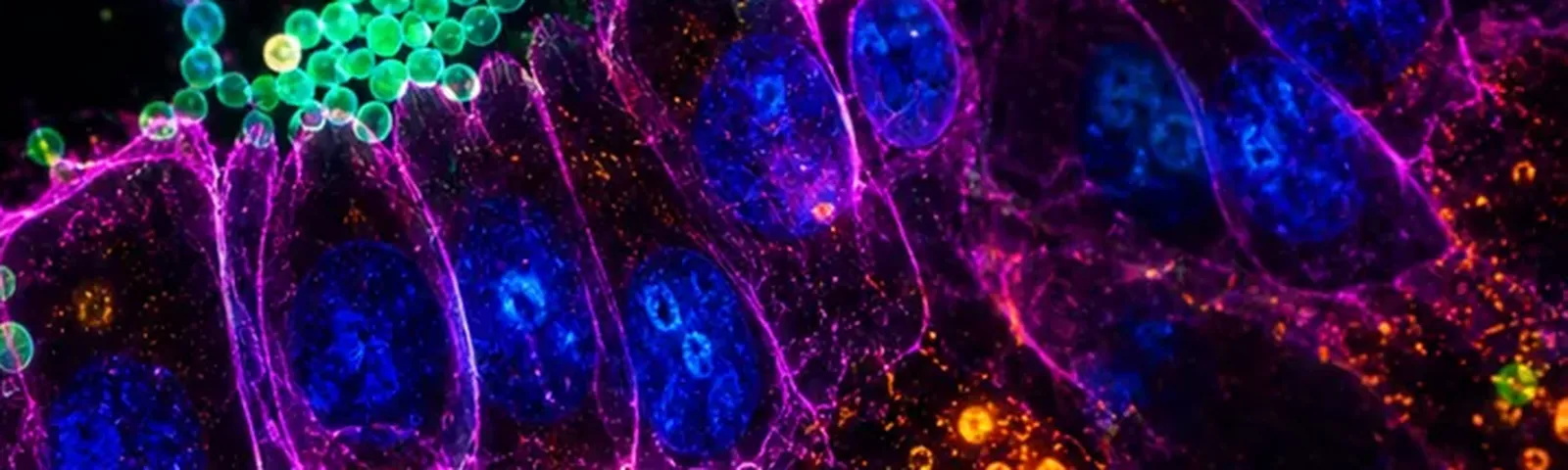 Molecular fluorescence imaging — Auspicious Laboratory, Houston