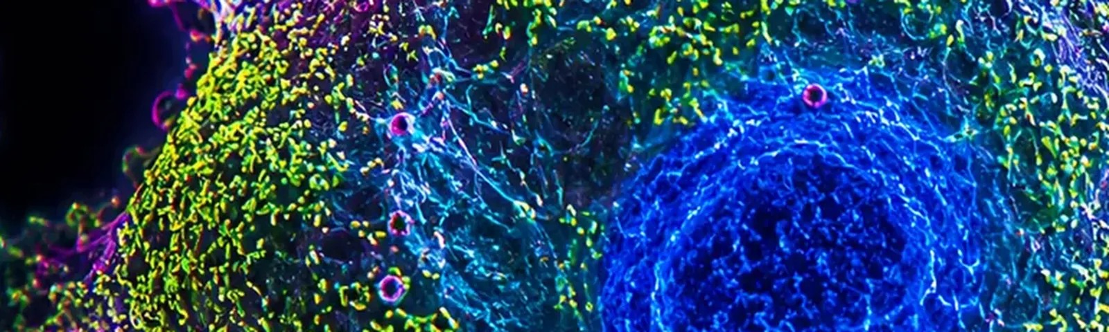Molecular fluorescence imaging — Auspicious Laboratory, Houston