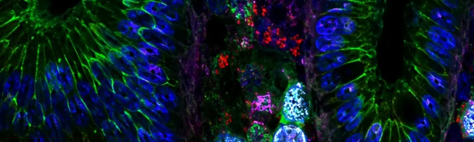 Molecular fluorescence imaging — Auspicious Laboratory, Houston