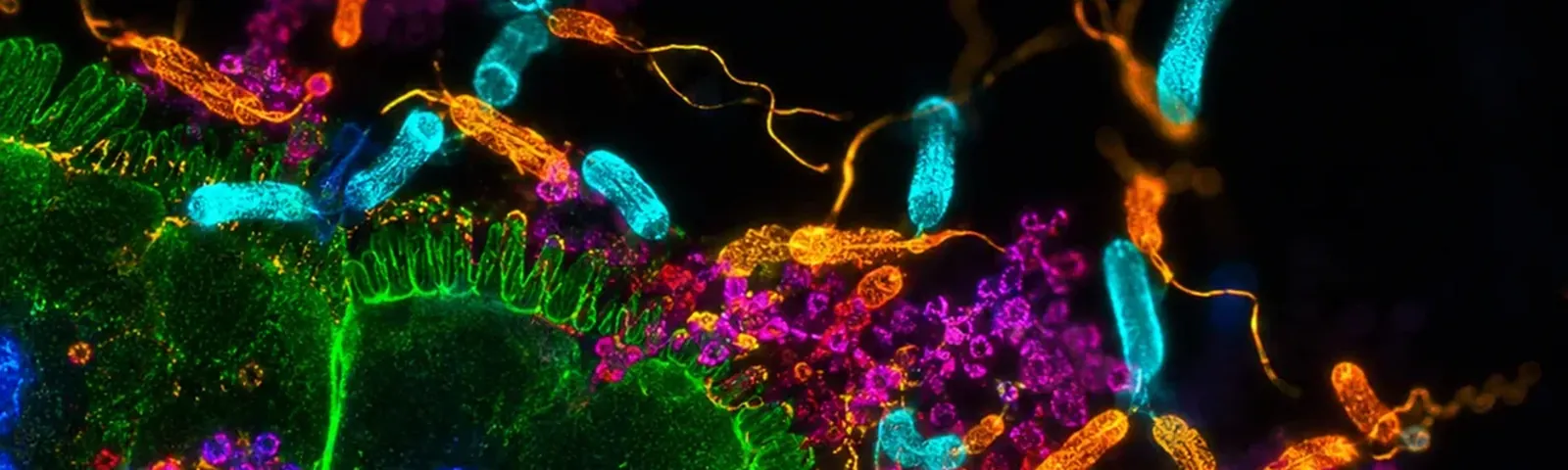 Molecular fluorescence imaging — Auspicious Laboratory, Houston