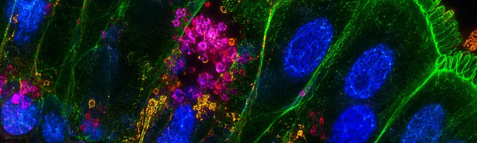 Molecular fluorescence imaging — Auspicious Laboratory, Houston