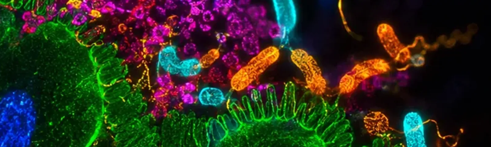 Molecular fluorescence imaging — Auspicious Laboratory, Houston