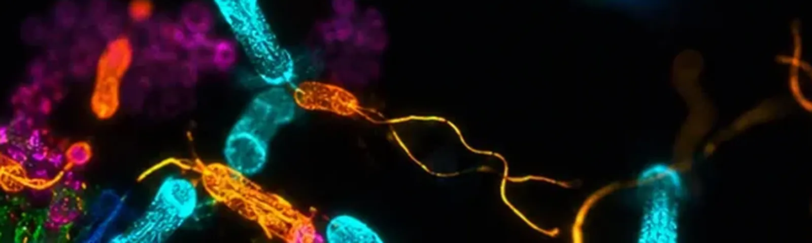 Molecular fluorescence imaging — Auspicious Laboratory, Houston
