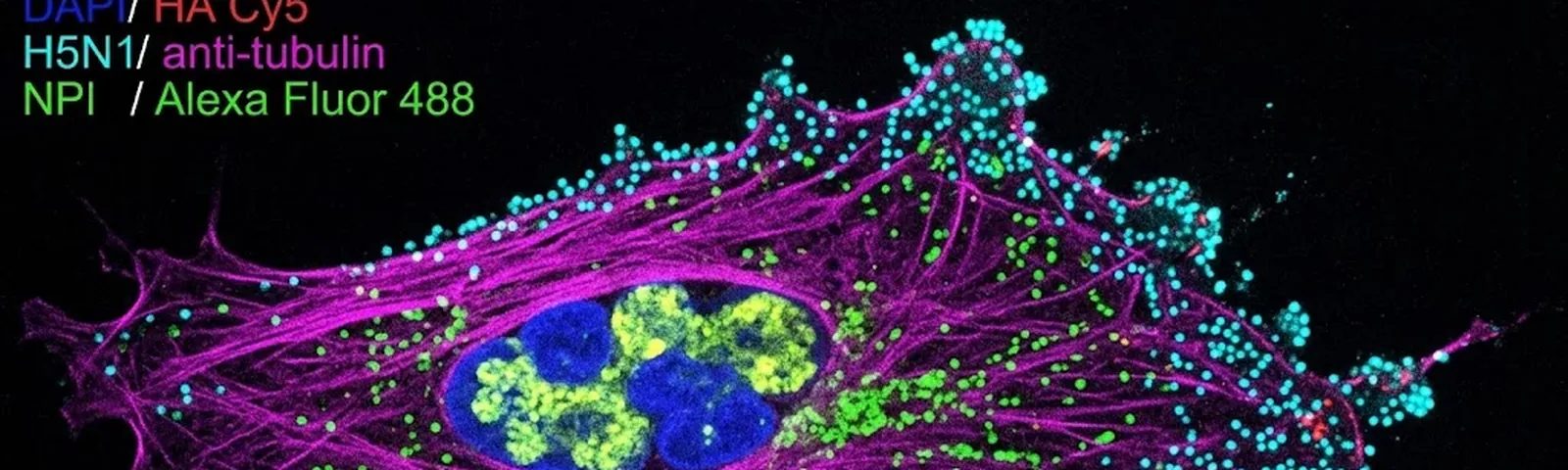 Molecular fluorescence imaging — Auspicious Laboratory, Houston