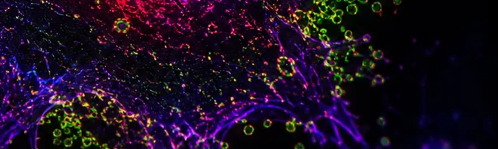 Molecular fluorescence imaging — Auspicious Laboratory, Houston