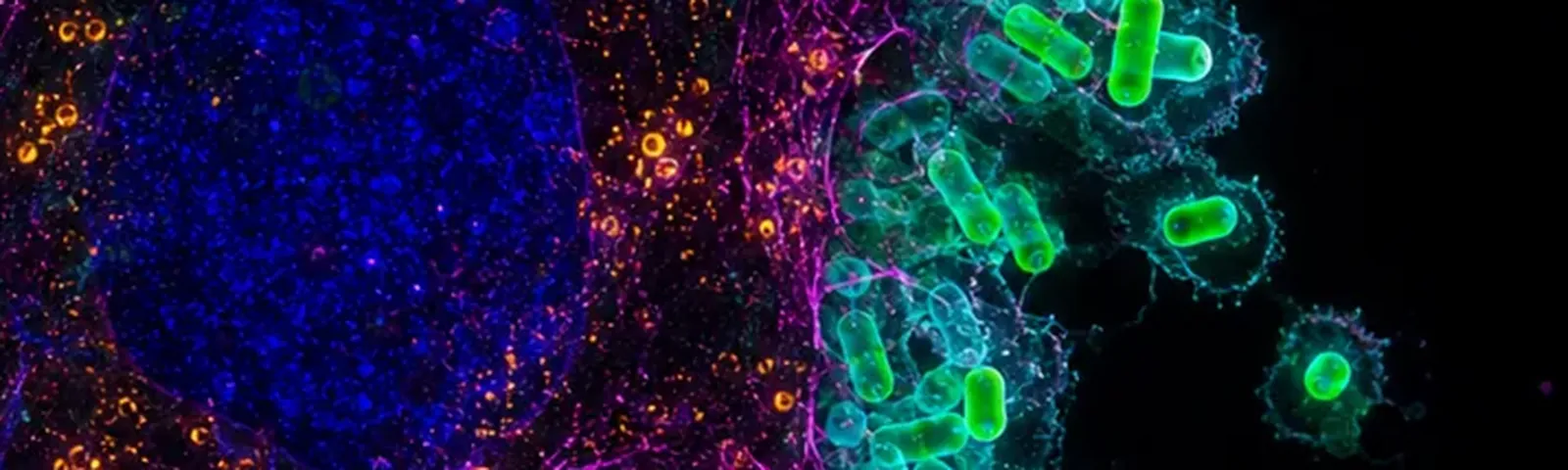 Molecular fluorescence imaging — Auspicious Laboratory, Houston