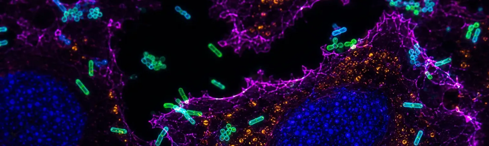 Molecular fluorescence imaging — Auspicious Laboratory, Houston