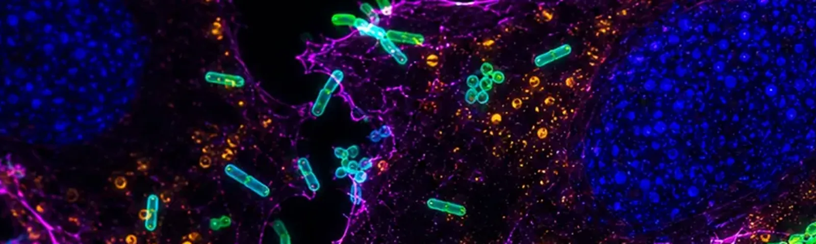 Molecular fluorescence imaging — Auspicious Laboratory, Houston