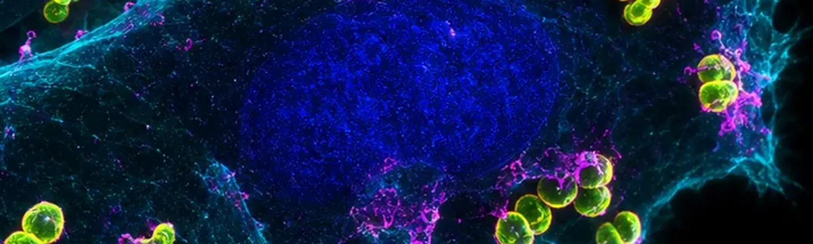 Molecular fluorescence imaging — Auspicious Laboratory, Houston
