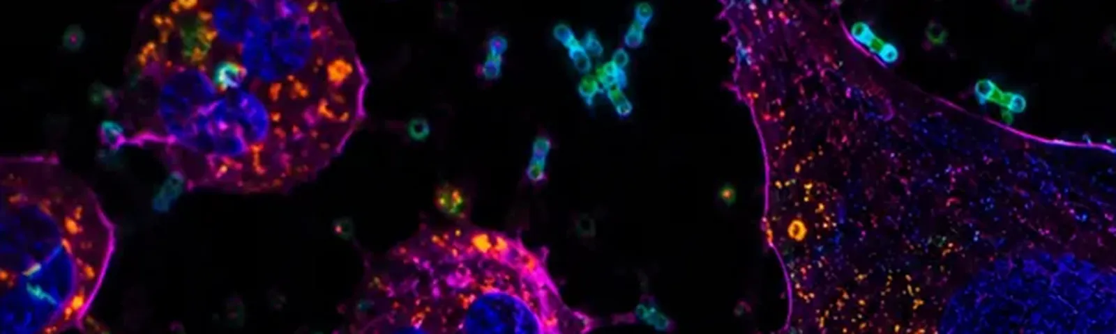 Molecular fluorescence imaging — Auspicious Laboratory, Houston