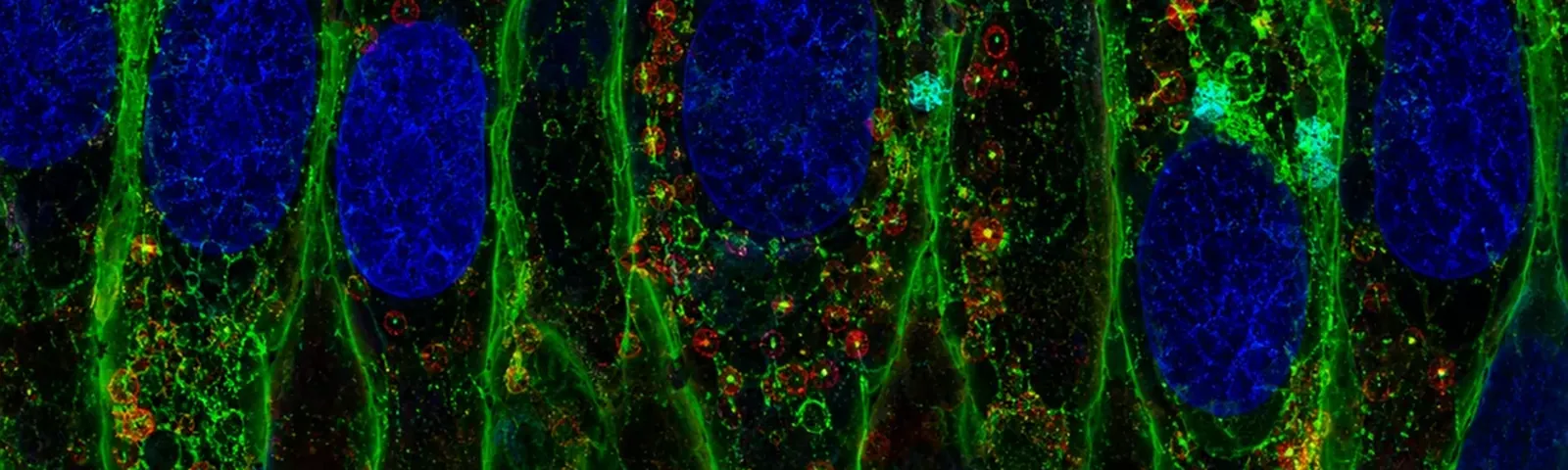Molecular fluorescence imaging — Auspicious Laboratory, Houston