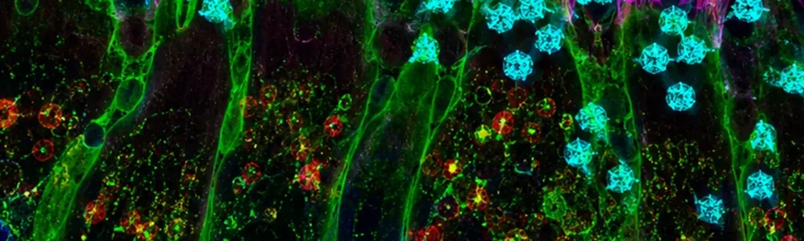 Molecular fluorescence imaging — Auspicious Laboratory, Houston