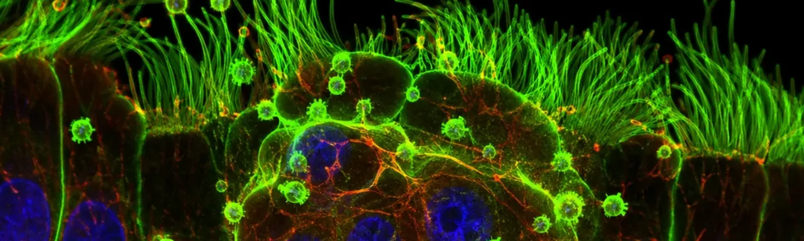 Molecular fluorescence imaging — Auspicious Laboratory, Houston