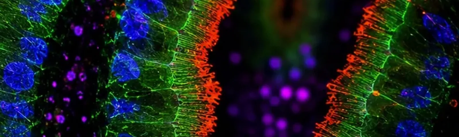 Molecular fluorescence imaging — Auspicious Laboratory, Houston