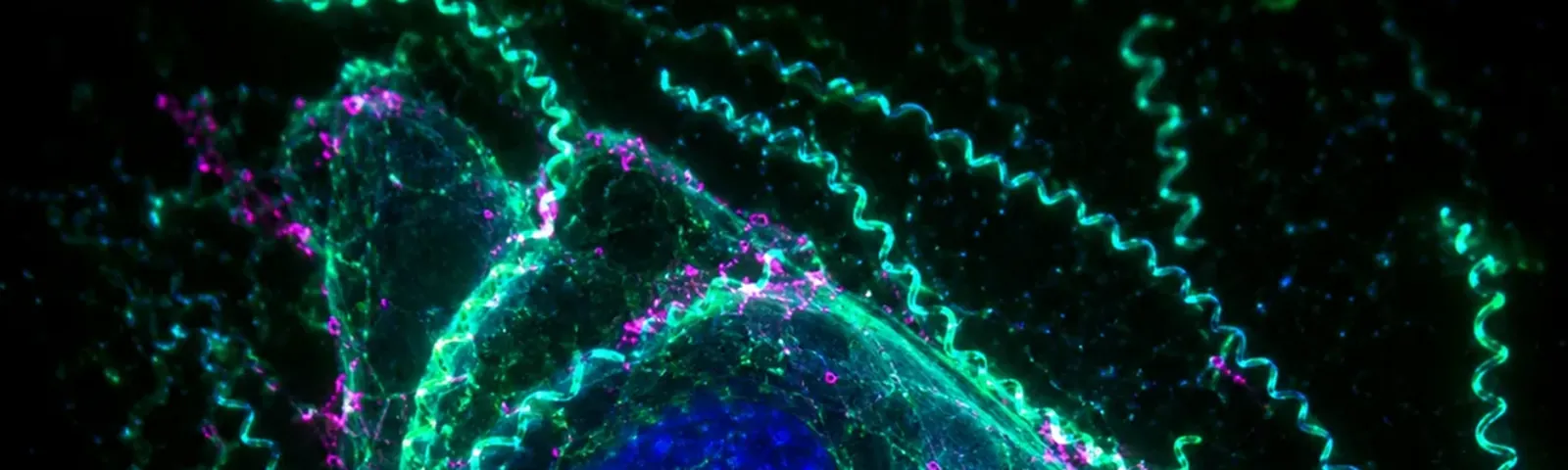 Molecular fluorescence imaging — Auspicious Laboratory, Houston