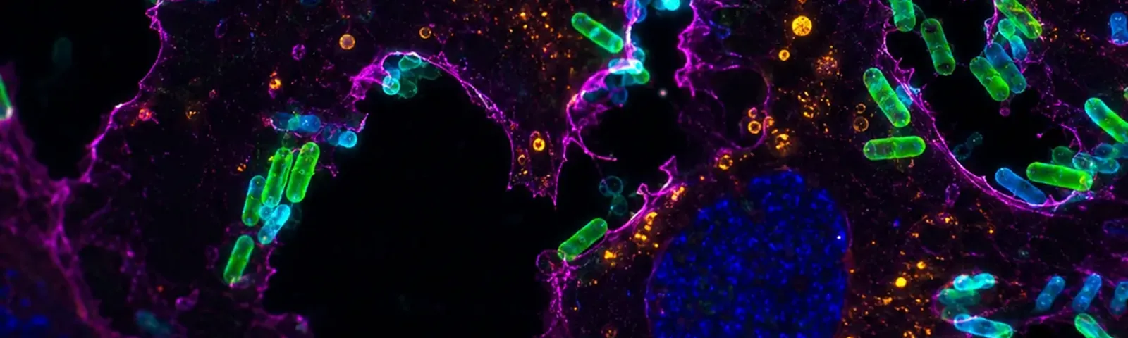 Molecular fluorescence imaging — Auspicious Laboratory, Houston