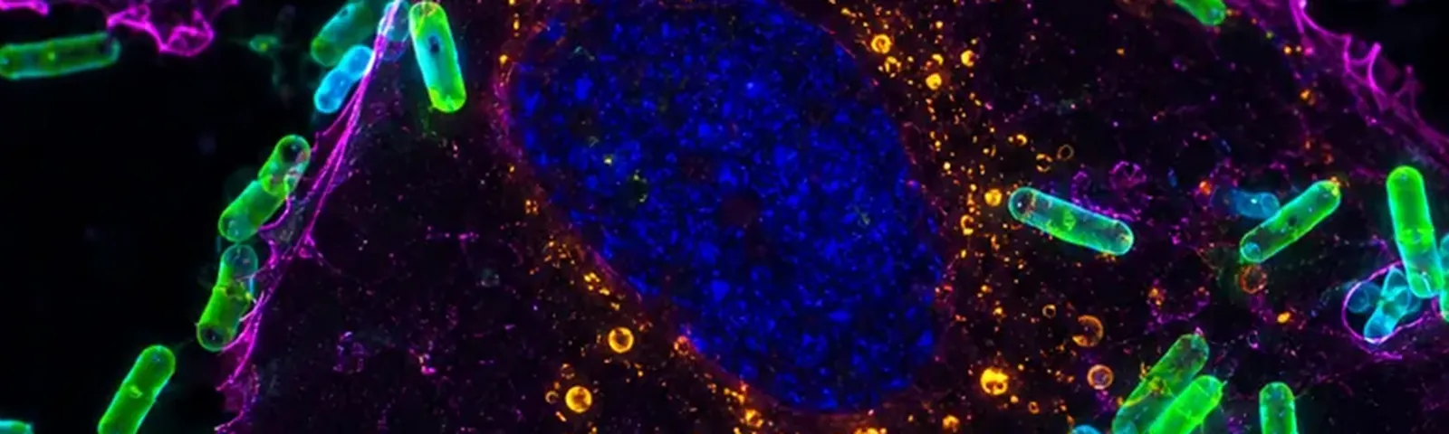 Molecular fluorescence imaging — Auspicious Laboratory, Houston