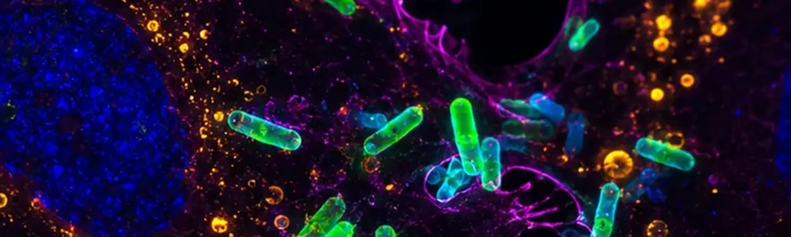 Molecular fluorescence imaging — Auspicious Laboratory, Houston