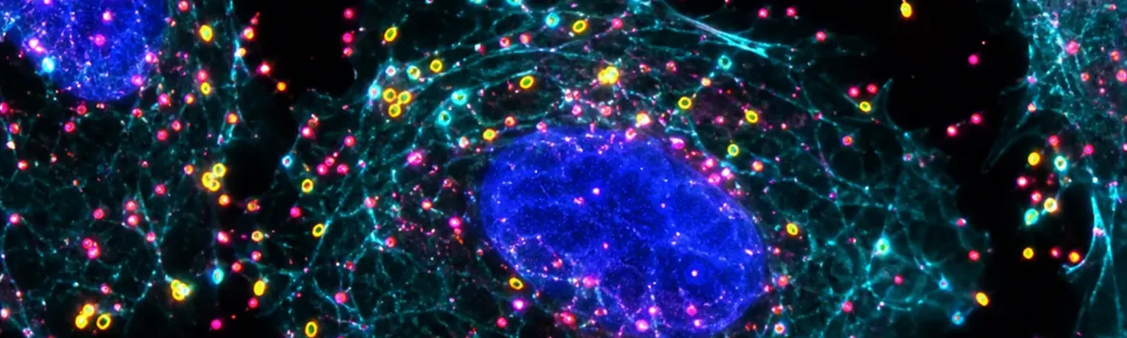 Molecular fluorescence imaging — Auspicious Laboratory, Houston