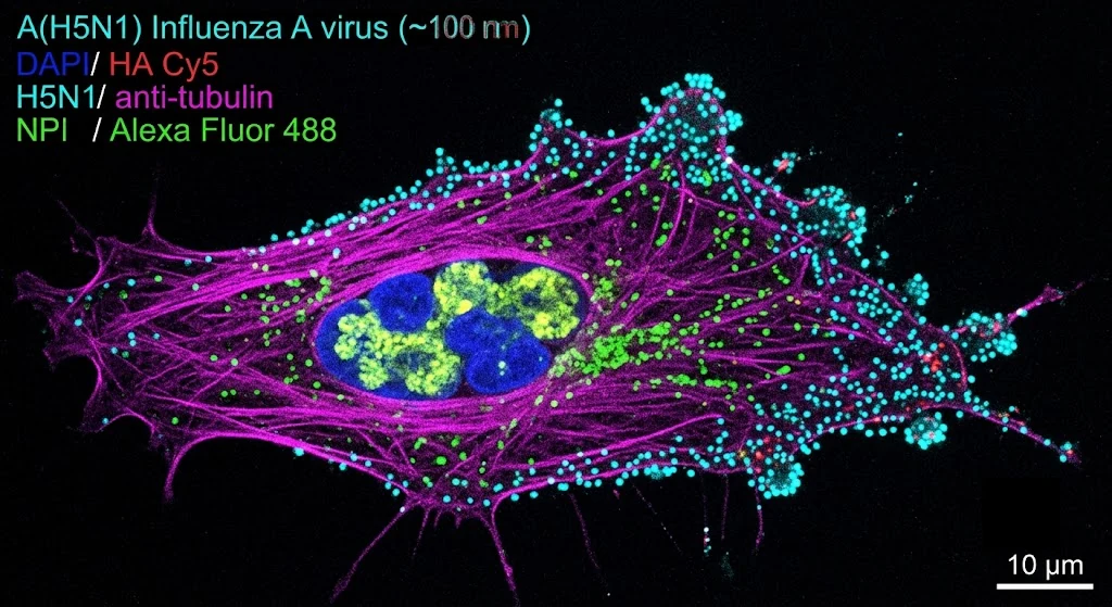 A(H5N1) 流感病毒感染宿主细胞的共聚焦荧光图（通用 H5N1 标记）