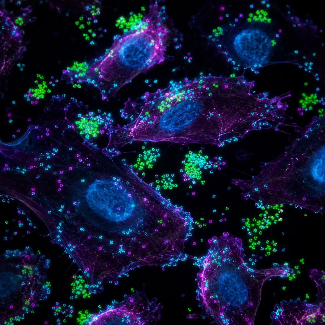 Ureaplasma parvum 分子检测示意荧光图:上皮细胞与其周围的核酸信号点